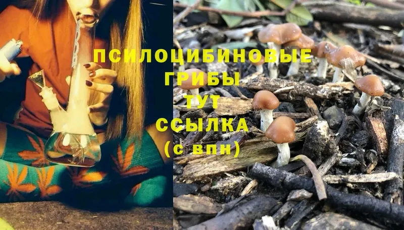 Псилоцибиновые грибы Psilocybe  omg как войти  Бирюч 